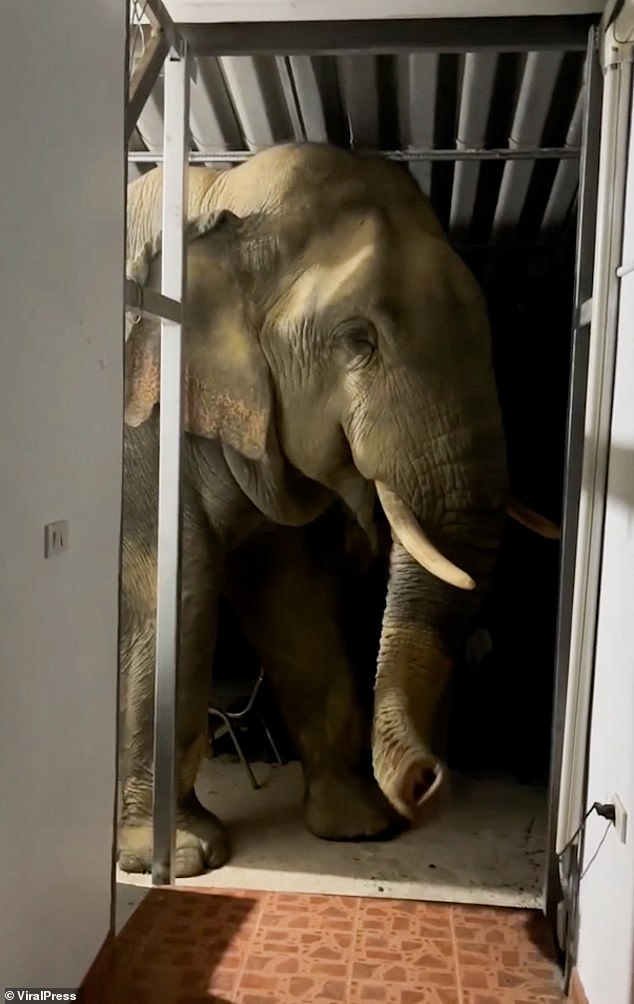 With its head nearly touching the roof, the animal ends up standing by the doorway of Natthakan's house while enjoying his snack