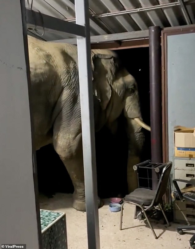 While eating his dinner, the elephant slowly moves backwards into the front porch before plodding towards Natthakan