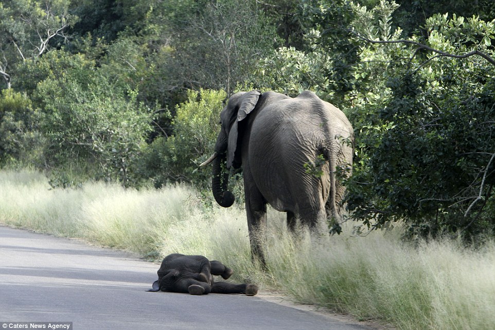 Go on without me: Photographer Antonio da Cruz said the adorable animal looked set to wait it out on the road as its mother ventured forth