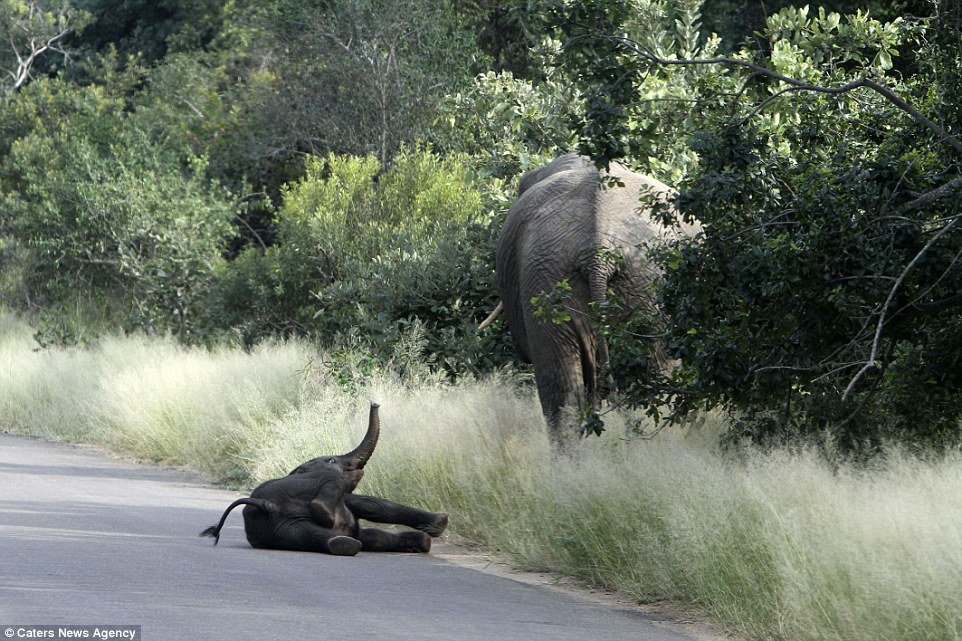 Strop: Throwing his trunk into the air, the elephant gazed at its mother in the hope of getting her to stop walking