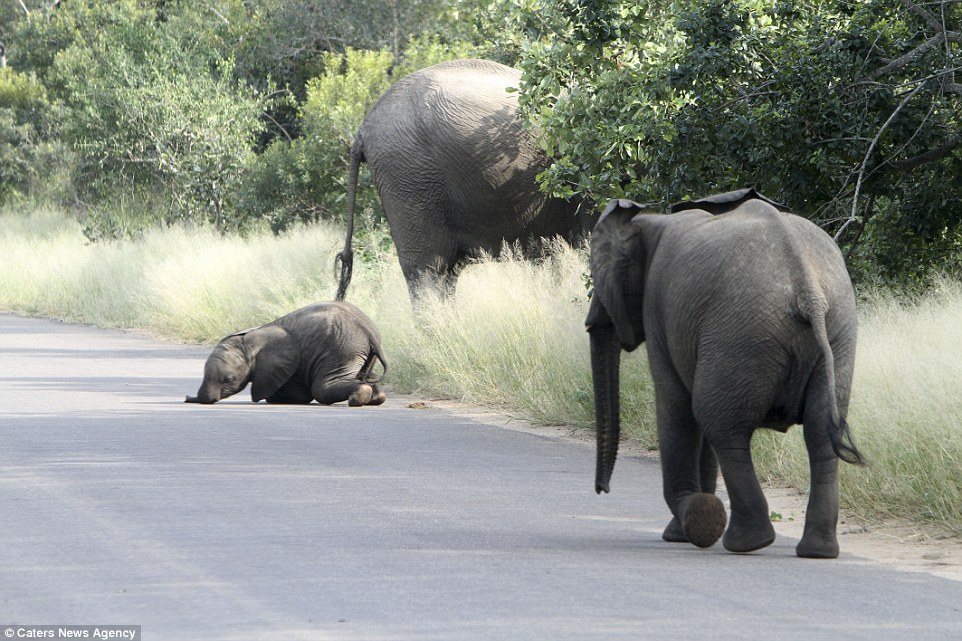 Ouch: The little elephant fell over head first before plonking himself on the road in a defiant show of resistance to authority