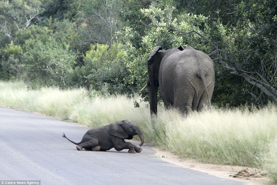 Okay, I'm up: Failing to fool the female elephant, the bothersome baby eventually gave up and got back to its feet