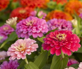 zinnia flowers