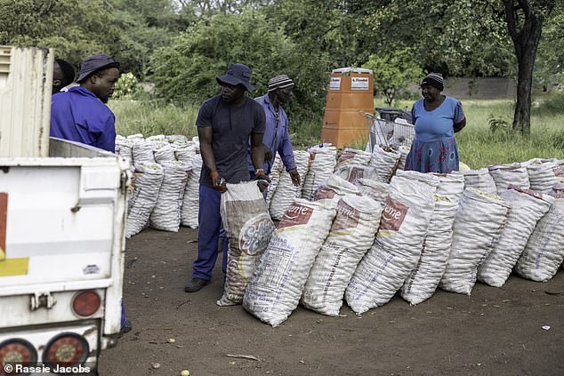 A group of workers load the bags of marula fruit onto a truck that will head towards the distillery