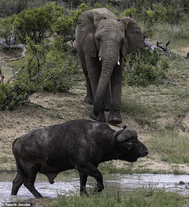 An elephant runs towards a buffalo at a watering hole in the Kapama Private Game Reserve