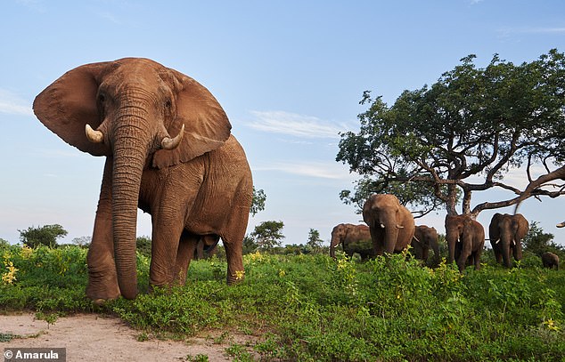 For centuries, elephants have been drawn to the scent of ripened marula fruit across the plains of South Africa (pictured)