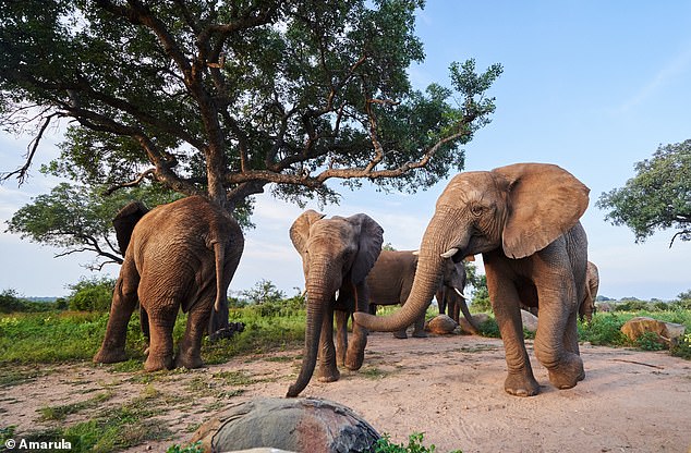 Generations of families have learned from the elephants' instincts and as soon as the animals begin to gather below the ancient marula trees, the locals know the fruit is ready to be harvested