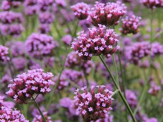 Purple verbena flowers