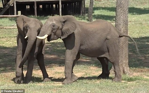 Greeting behaviours include roaring, tail wagging, trunk swinging and approaching the other elephant backwards