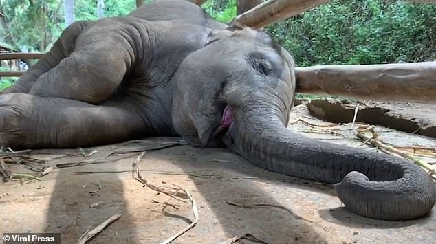 Elephant Khun-Seuk makes adorable noises as he sleeps at a sanctuary in Chiang Mai, Thailand