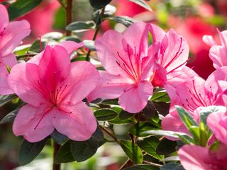 Pink azalea flowers