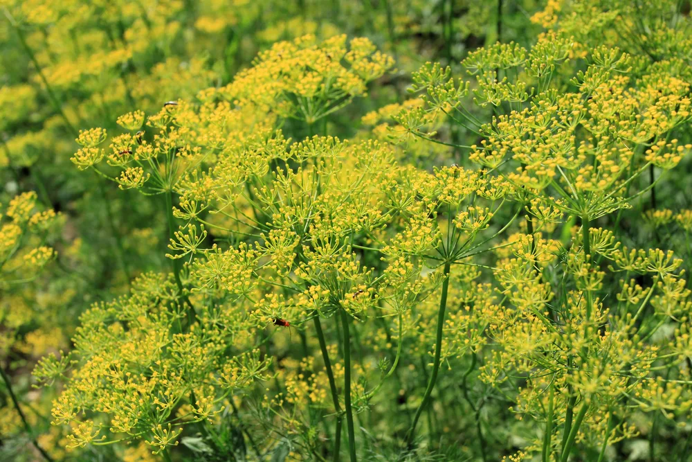 Anethum graveolens