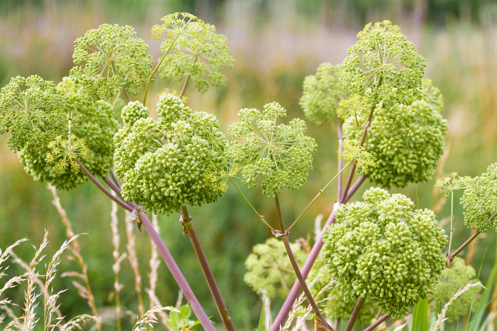 Garden Angelica