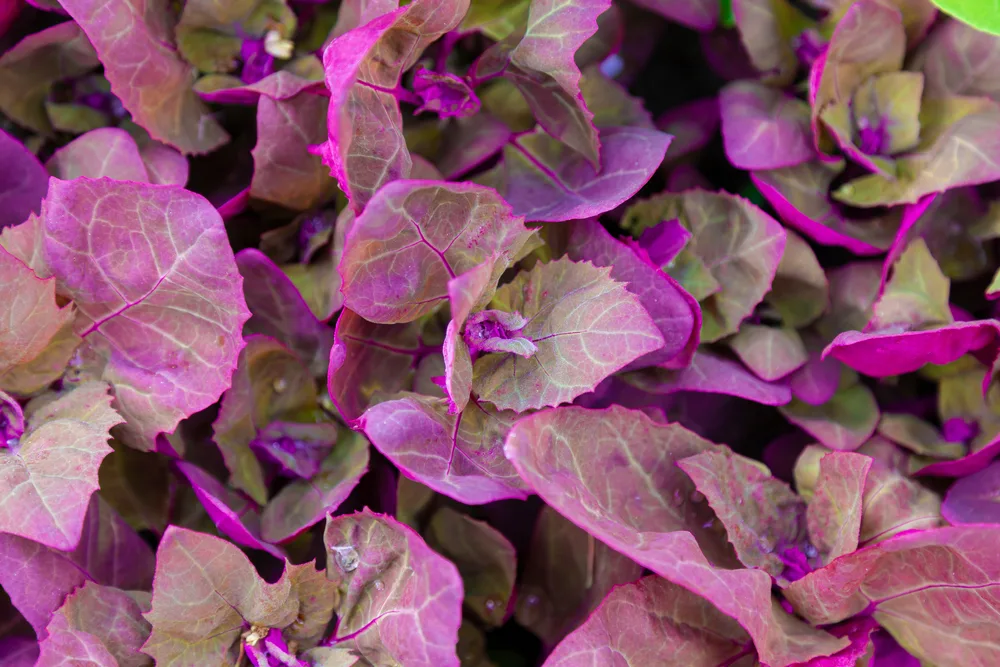 Atriplex hortensis