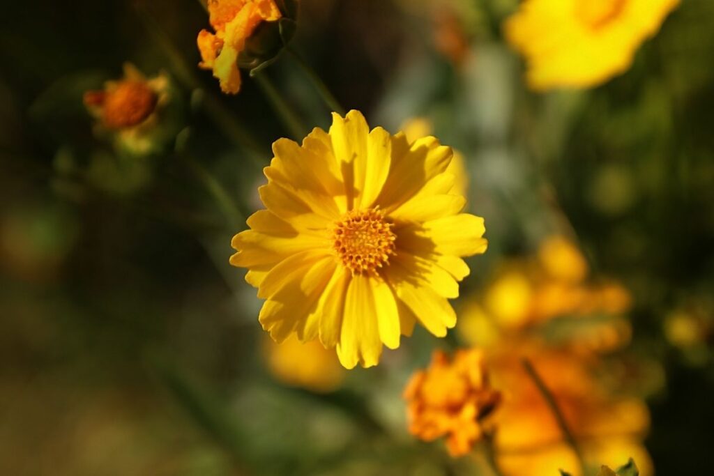 Bigelow Coreopsis, Coreopsis Bigelovii