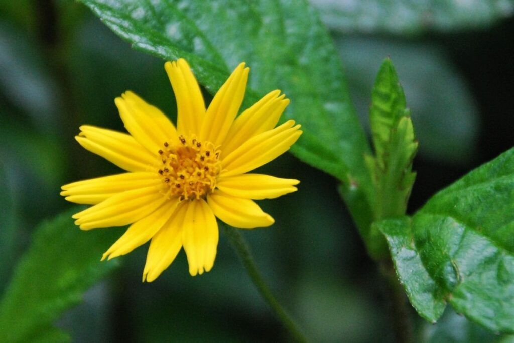 Broadleaf Tickseed, Coreopsis Latifolia