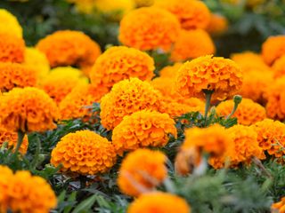 Orange marigolds