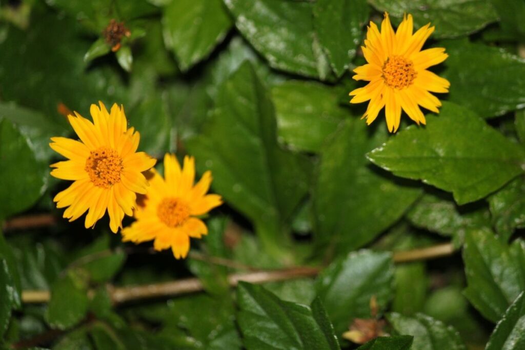 California Tickseed, Coreopsis Californica