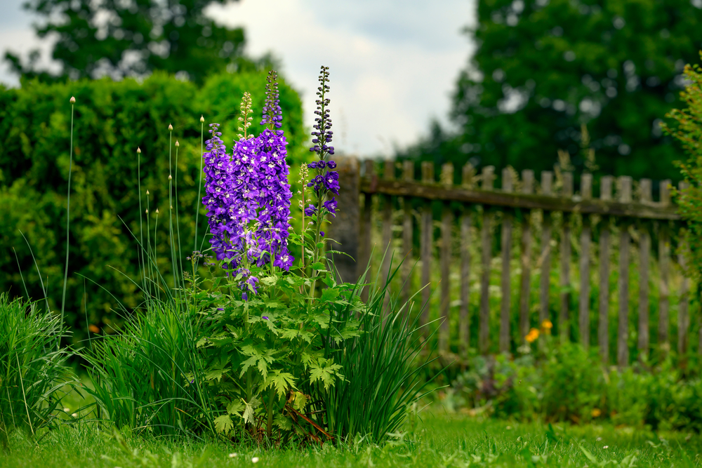 Giant Larkspur