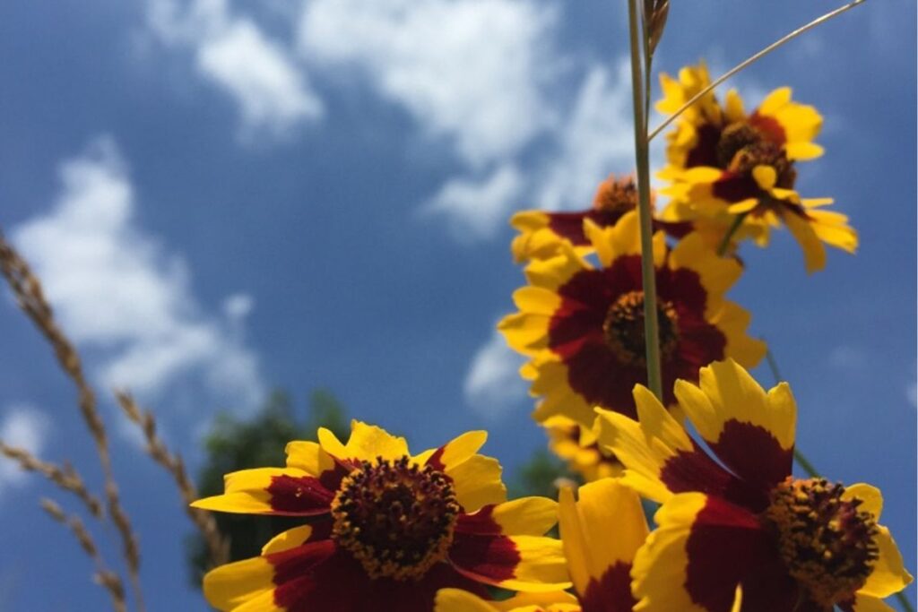 Golden-Mane Coreopsis, Coreopsis Basalis