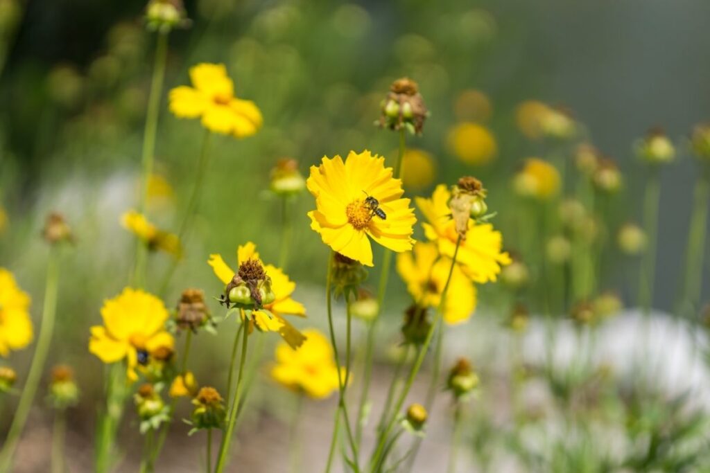 Giant Coreopsis, Coreopsis Gigantea