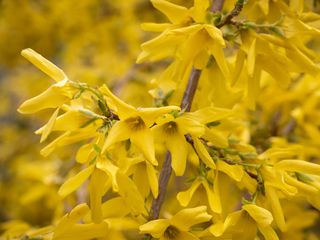 Close up of forsythia flowers