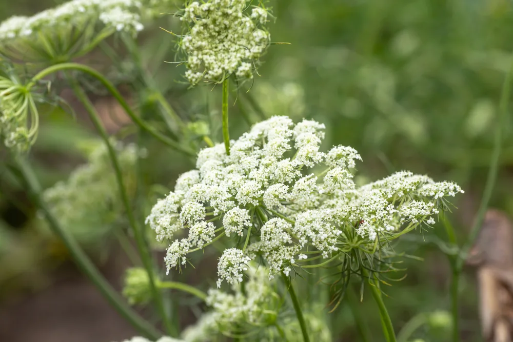 Daucus carota subsp. sativus