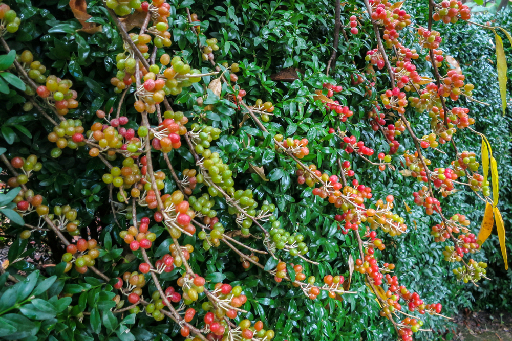 Elaeagnus umbellata privacy screen