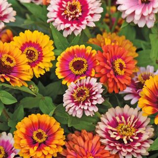 Funfair Mix' Zinnia Seeds