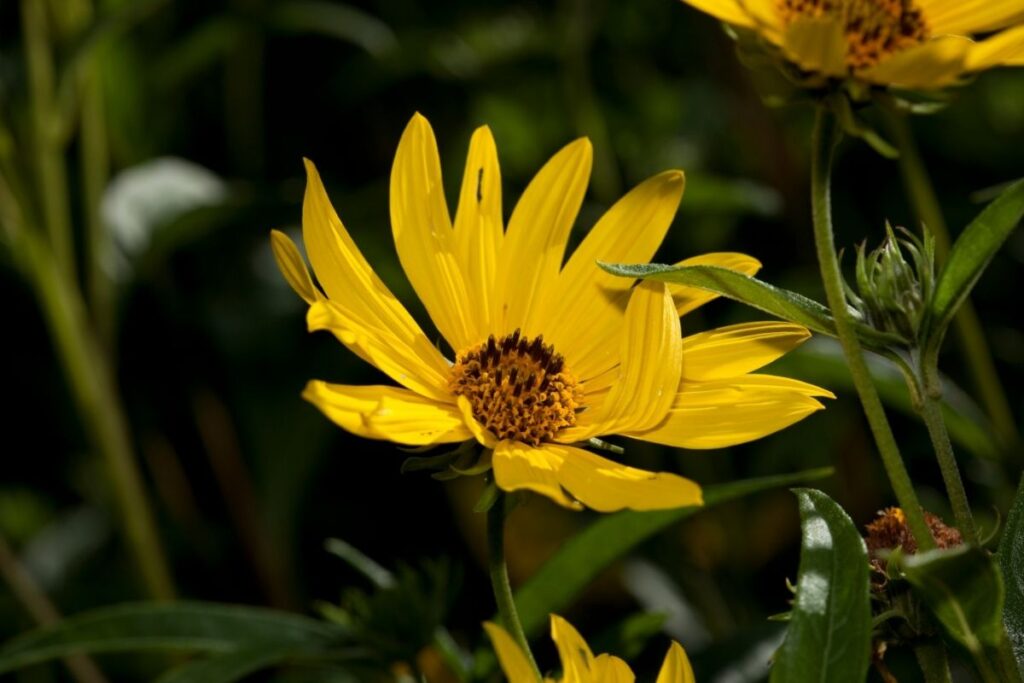 Florida Tickseed, Coreopsis Floridana