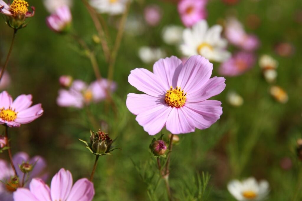 Georgia Tickseed, Coreopsis Nudata