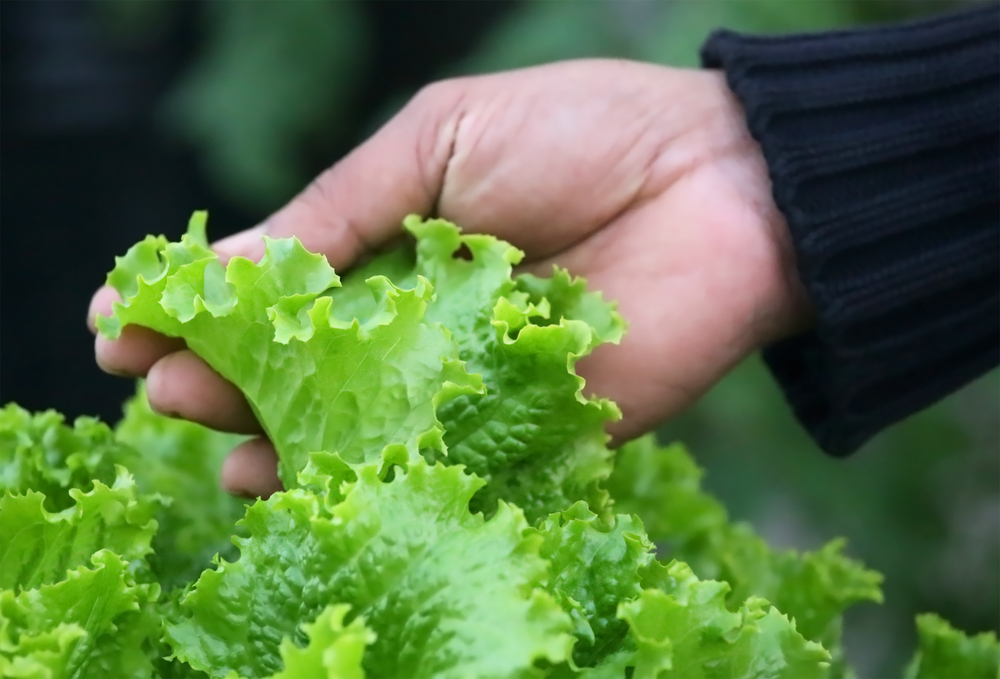 Harvesting lettuce