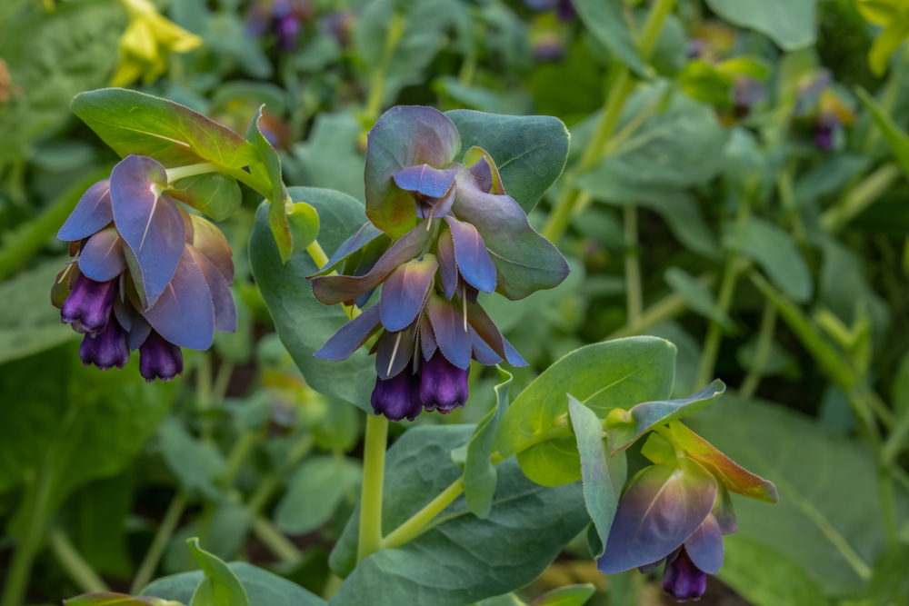 Honeywort