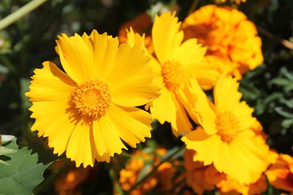 Lance-Leaved Coreopsis, Coreopsis Lanceolata