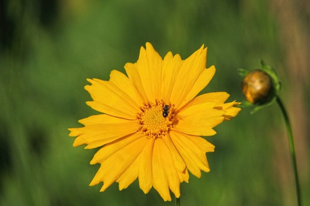 Large-Flowered Tickseed, Coreopsis Grandiflora