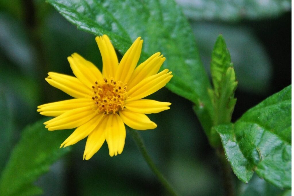 Leafstem Tickseed, Coreopsis Calliopsidea