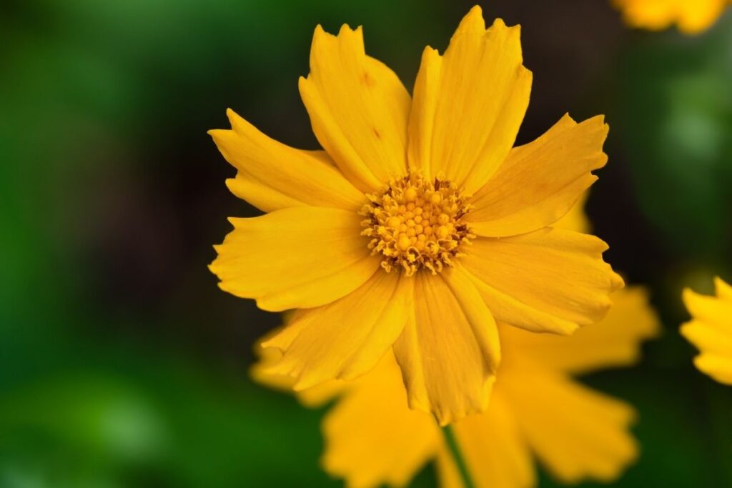 Lobed Tickseed, Coreopsis Auriculata