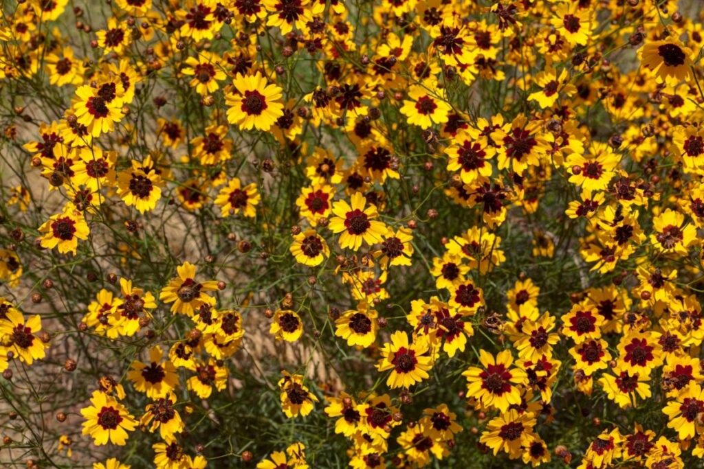 Love-At-First-Sight, Coreopsis Arkansa