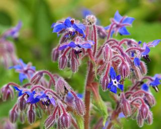 Borage flowers