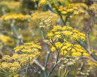 Bronze fennel growing in garden