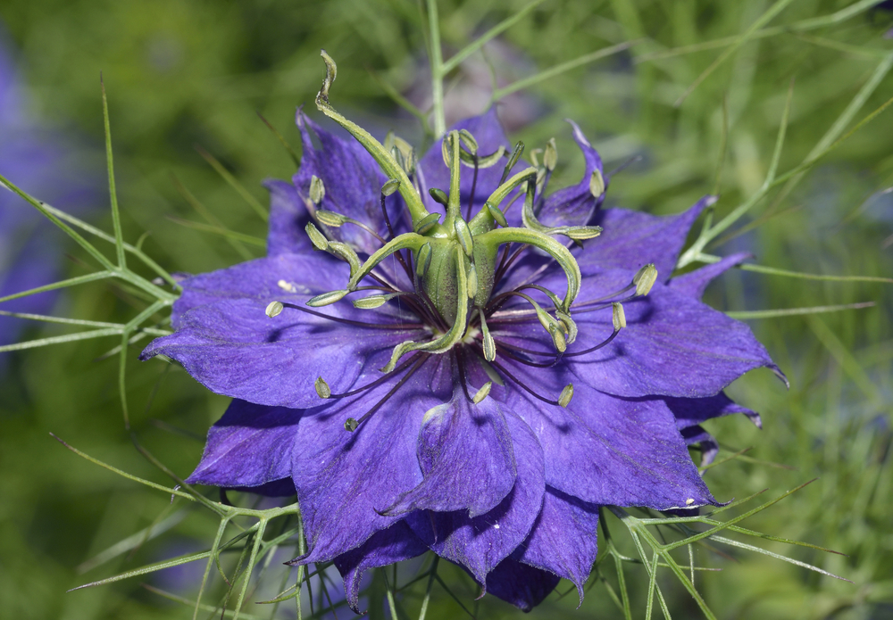 Nigella damascena