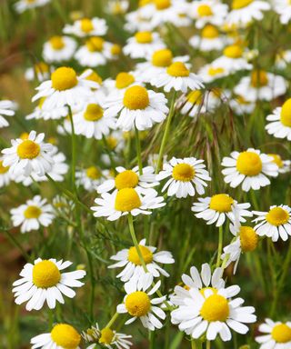 Chamomile flowers growing in garden