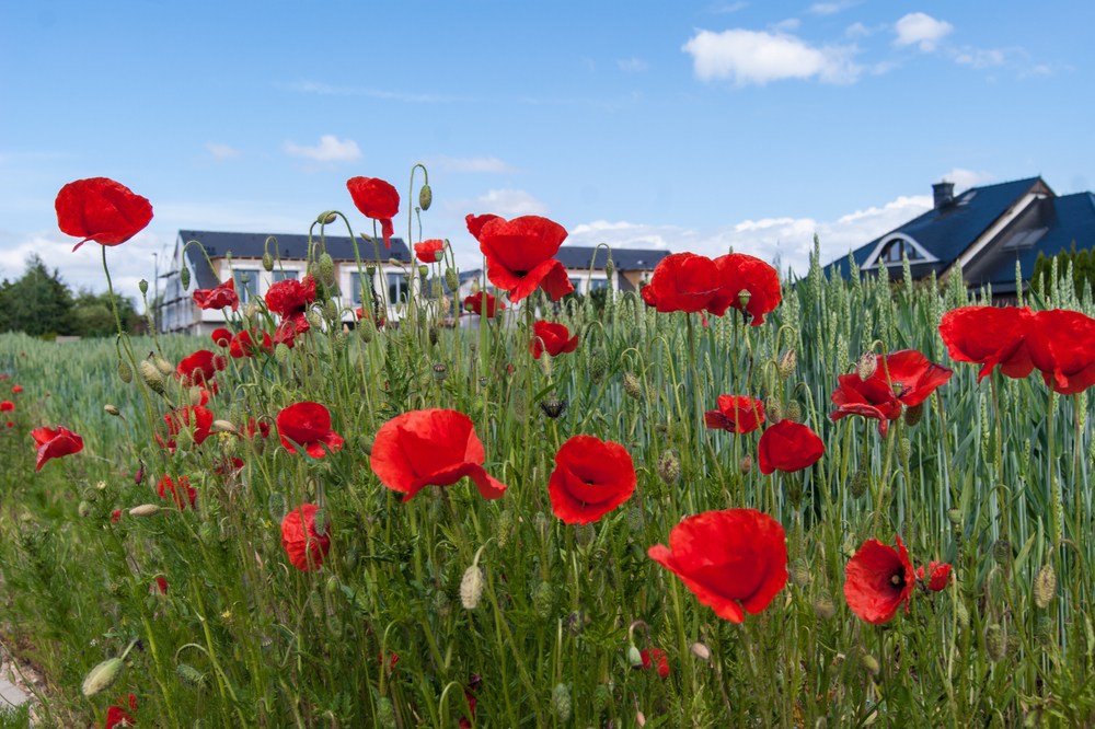 Field poppies