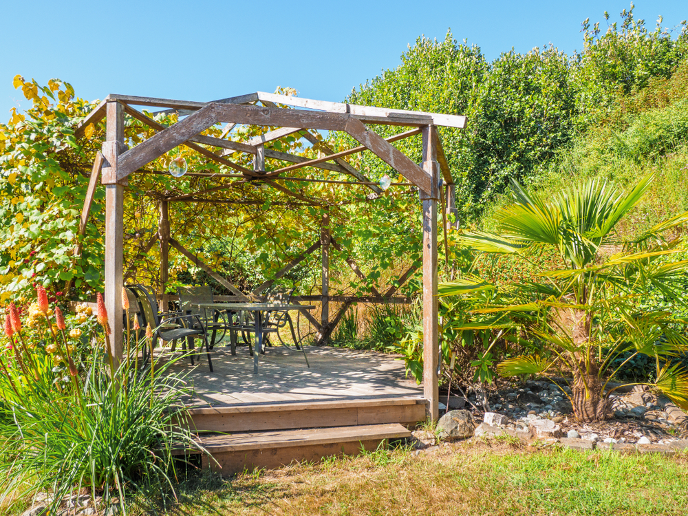 Grape vines on pergola