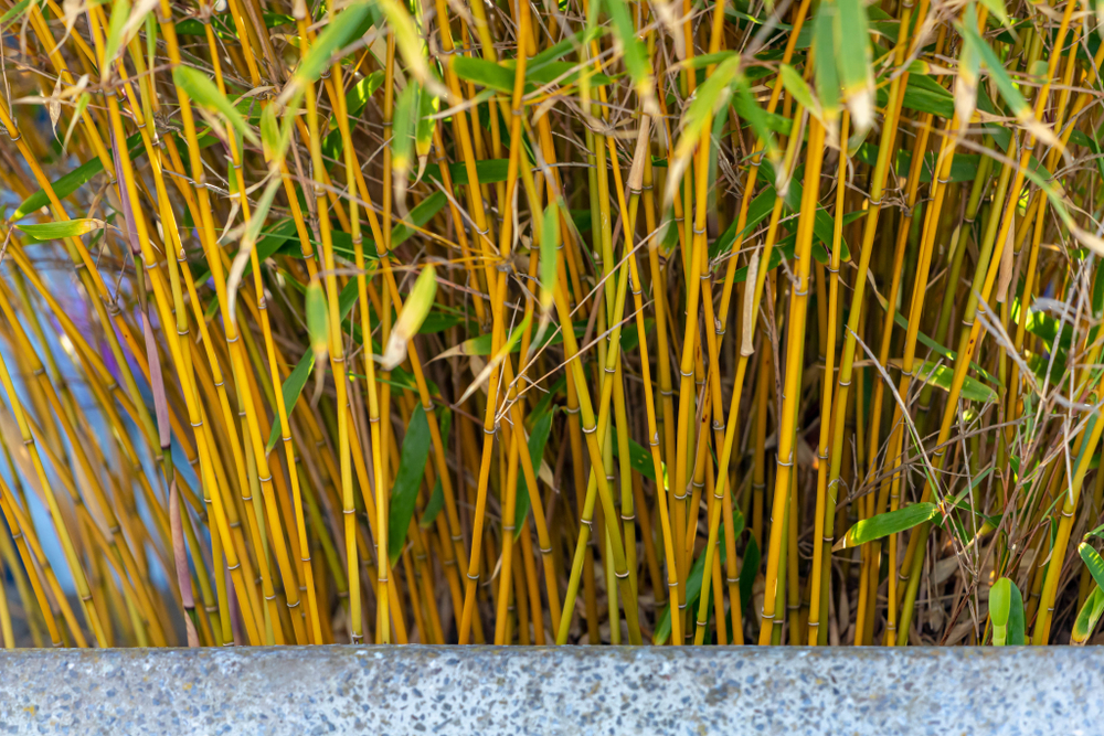 Phyllostachys aurea growing in garden