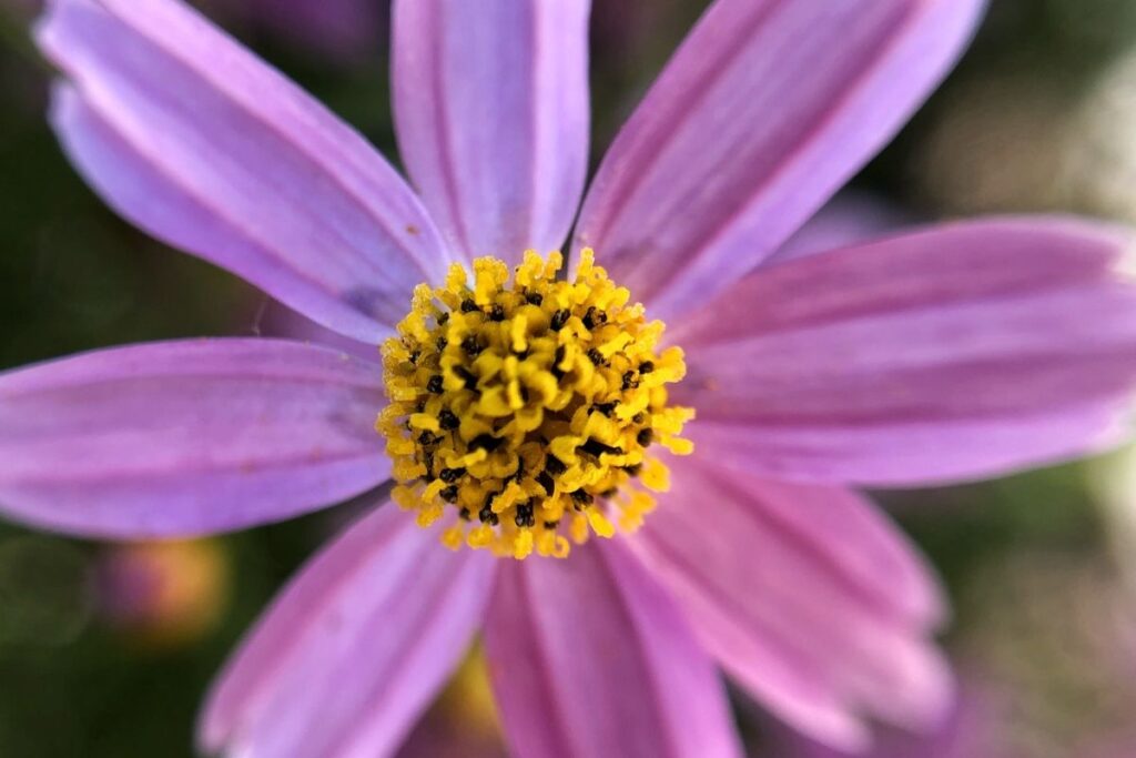 Pink Tickseed, Coreopsis Rosea