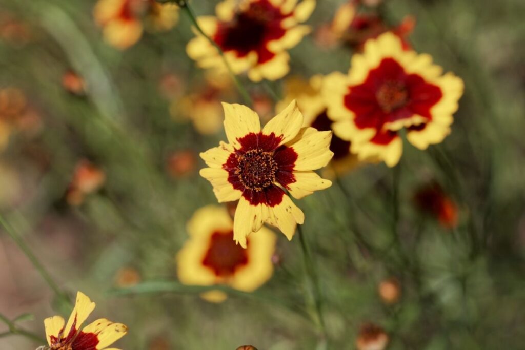 Plains Coreopsis, Coreopsis Tinctoria