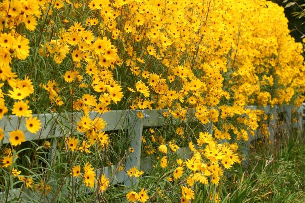 Sea Dahlia, Coreopsis Maritima