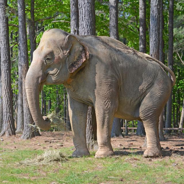 8 Oldest Elephants in the World - Oldest.org