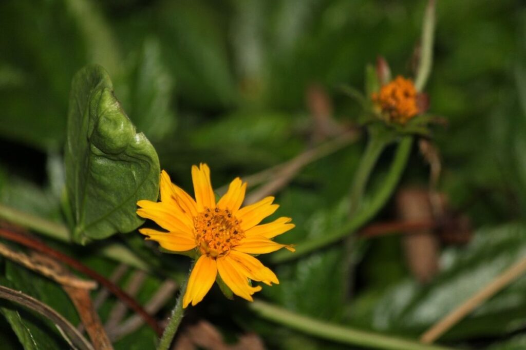 Star Tickseed, Coreopsis Pubscens